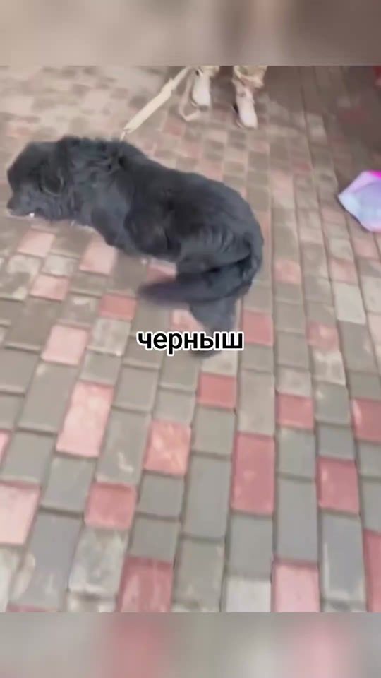TikTok video thumbnail by yuliadogood