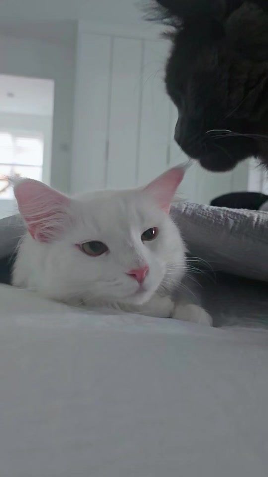 TikTok video thumbnail by thewolfandpearl