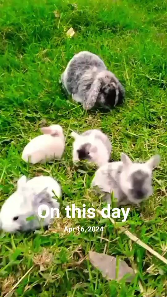 TikTok video thumbnail by petscare732