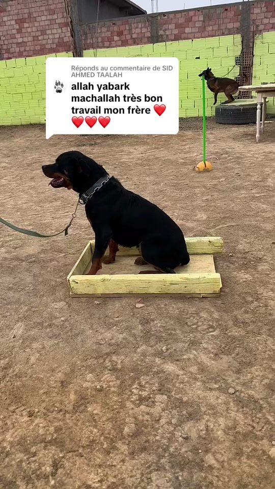 TikTok video thumbnail by dali_k9
