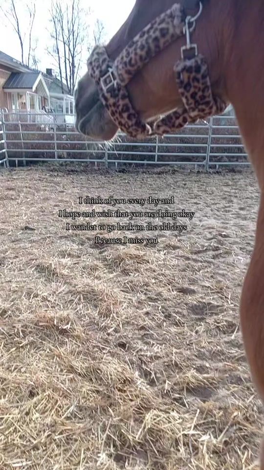 TikTok video thumbnail by equestrian.._..odelia