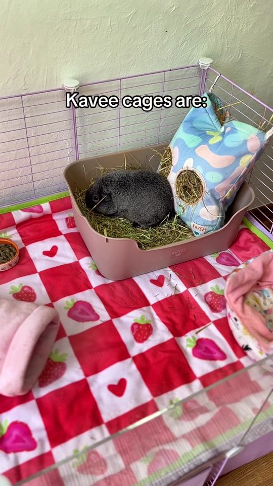TikTok video thumbnail by kavee_pets
