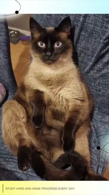 TikTok video thumbnail by tt_gothiclady