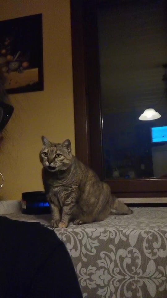 TikTok video thumbnail by lillyde24777
