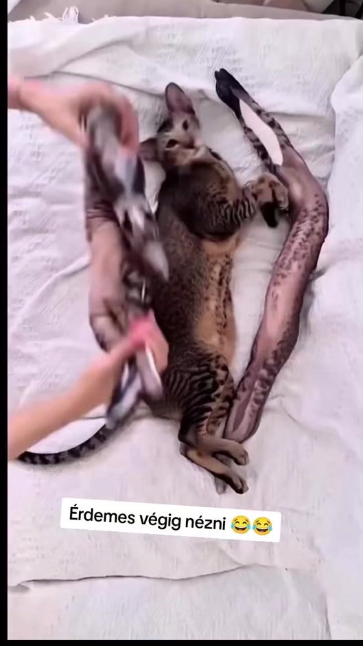 TikTok video thumbnail by renatooadamm