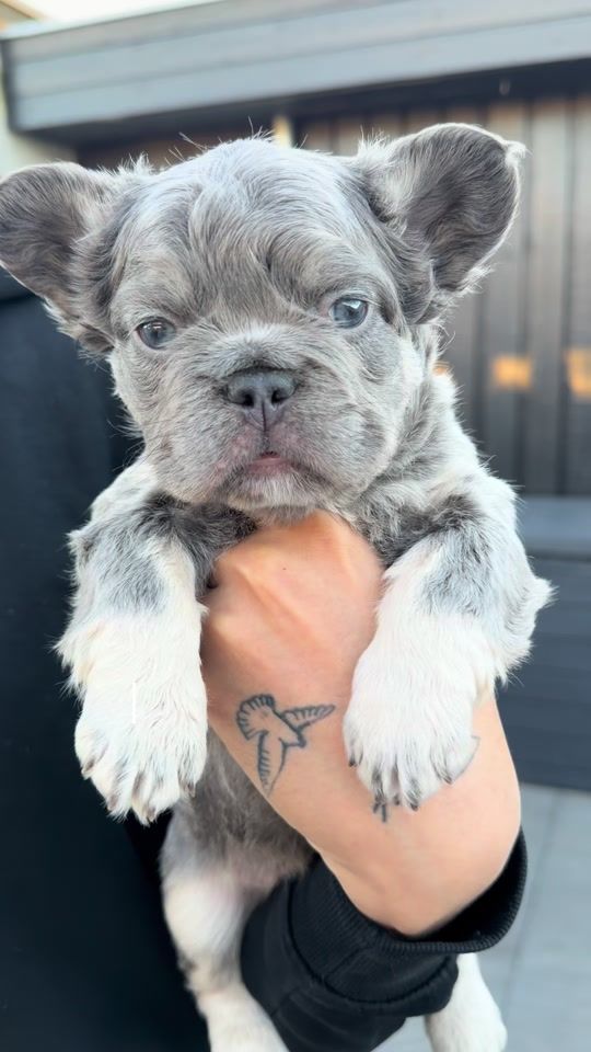 TikTok video thumbnail by softeekennels