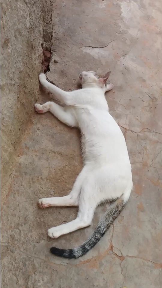 TikTok video thumbnail by omar.yade15