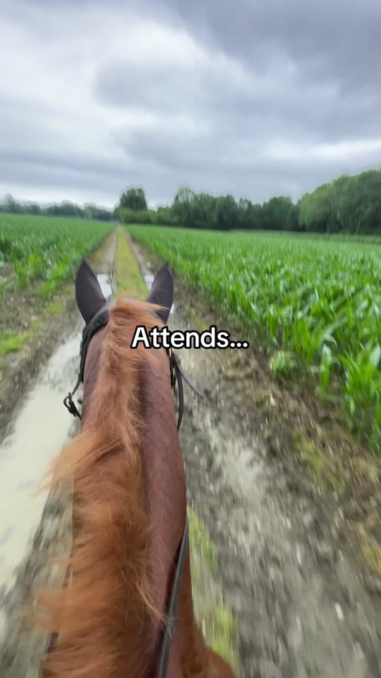 TikTok video thumbnail by lilyrose.carpy