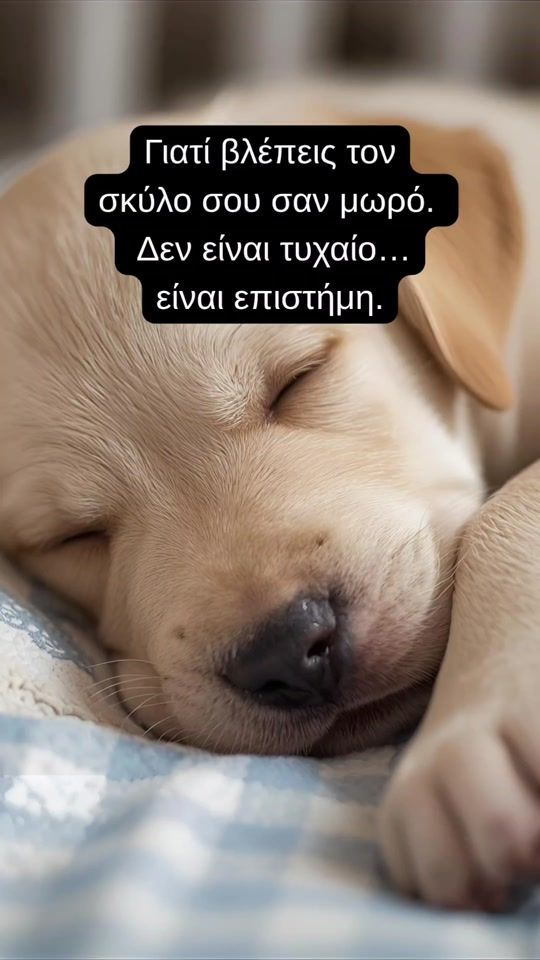 TikTok video thumbnail by petfriendlytips