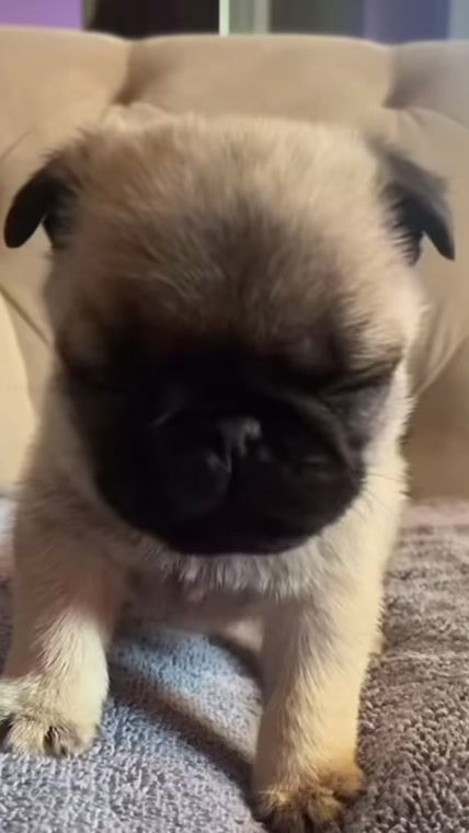 TikTok video thumbnail by prashantidogs
