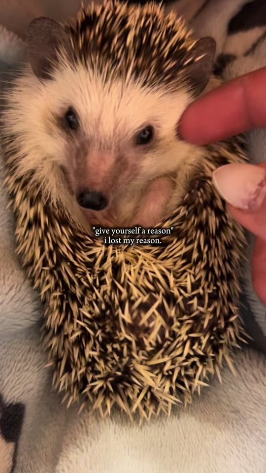 TikTok video thumbnail by pukehedgehog