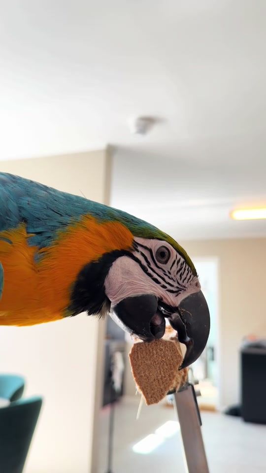 TikTok video thumbnail by ariathemacaw