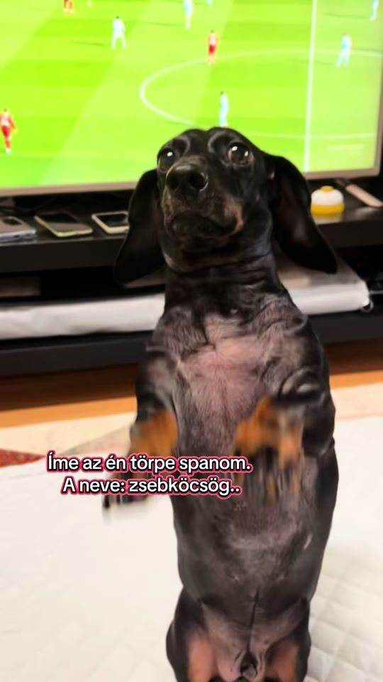 TikTok video thumbnail by pajti_the_dachshund