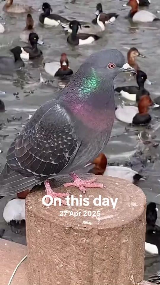TikTok video thumbnail by sayedejazjan