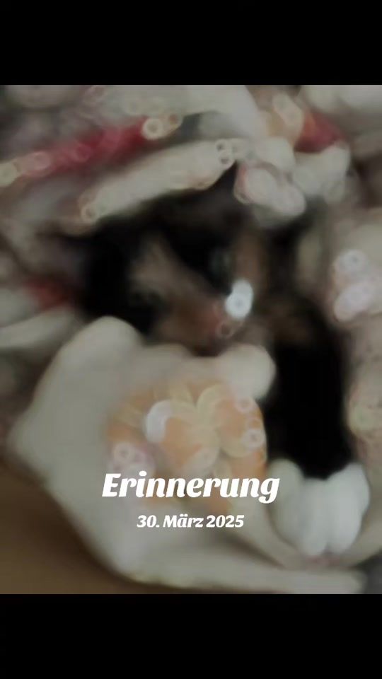 TikTok video thumbnail by alexkern73