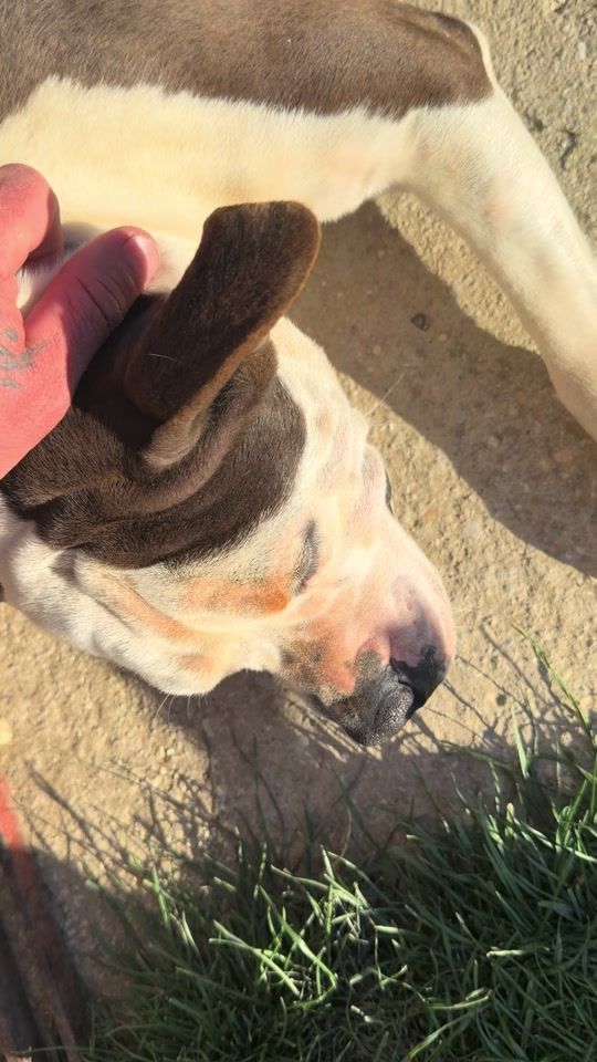 TikTok video thumbnail by befullofgoamstaffkennel