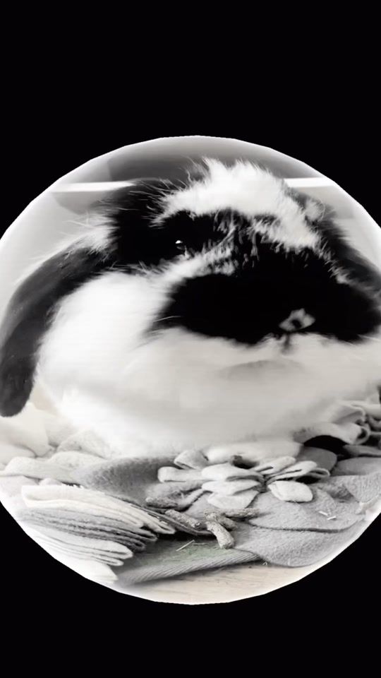 TikTok video thumbnail by lixxzard