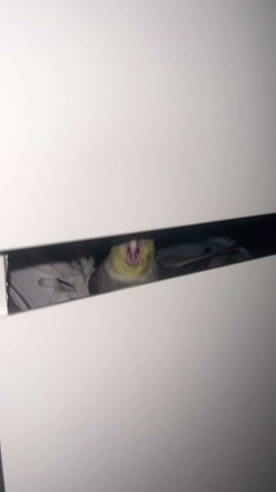 TikTok video thumbnail by oliskoli69