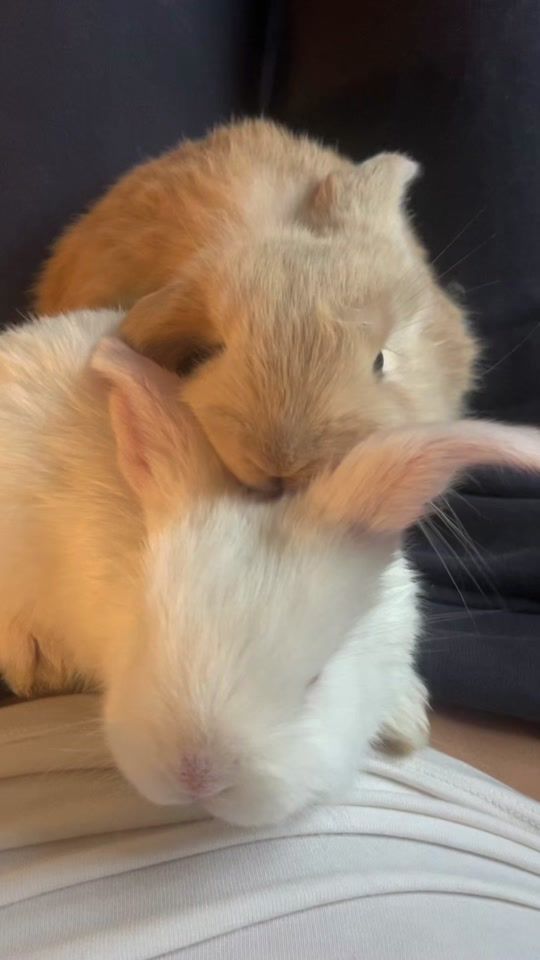 TikTok video thumbnail by moencelina