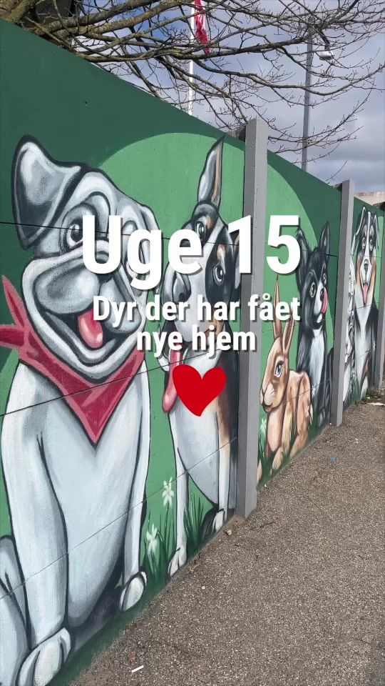 TikTok video thumbnail by dyrevaernet