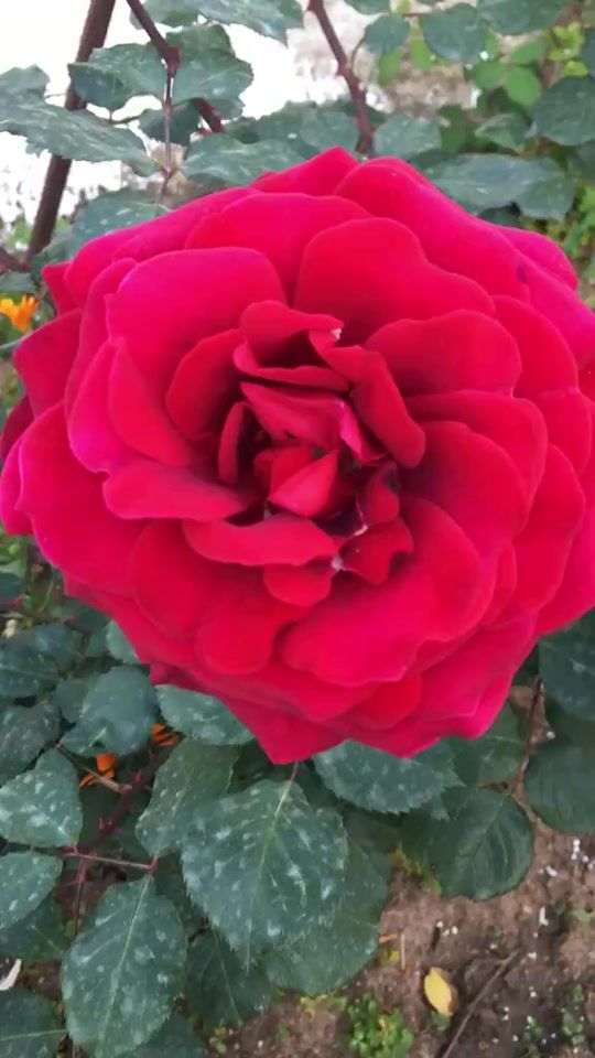 TikTok video thumbnail by lelacela