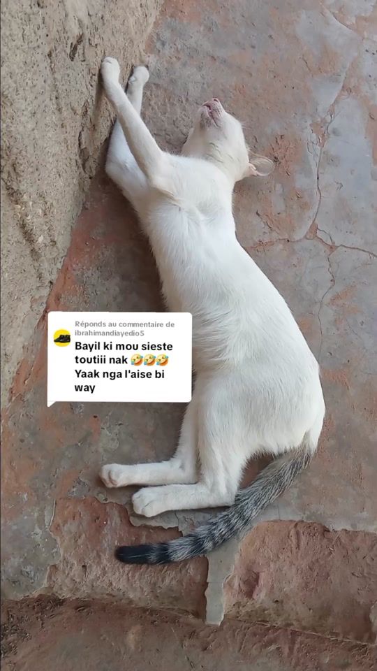 TikTok video thumbnail by omar.yade15