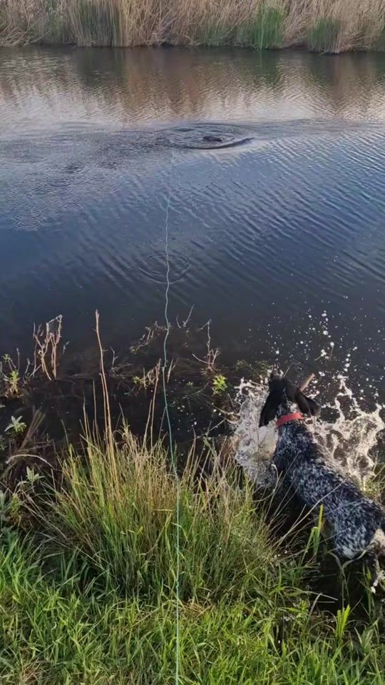 TikTok video thumbnail by tchdog
