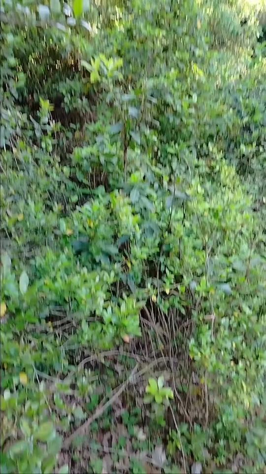 TikTok video thumbnail by momo75dz0