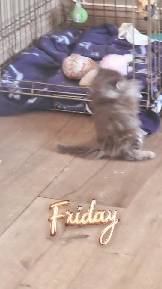 TikTok video thumbnail by teresamarsella