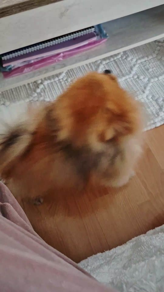 TikTok video thumbnail by sam.the.pom