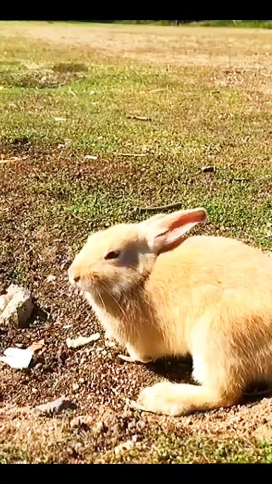 TikTok video thumbnail by wild_animals_2024