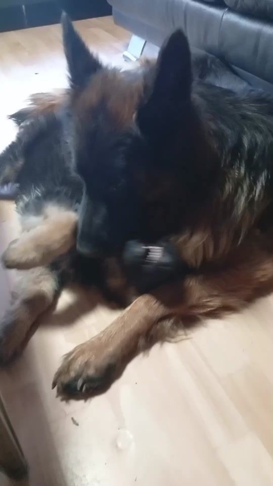 TikTok video thumbnail by findogs_13