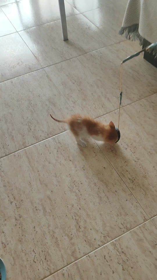 TikTok video thumbnail by fincas_ray