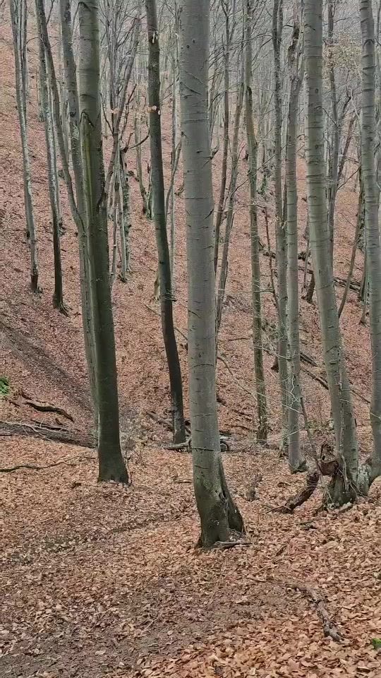 TikTok video thumbnail by ivan.ivanov.551