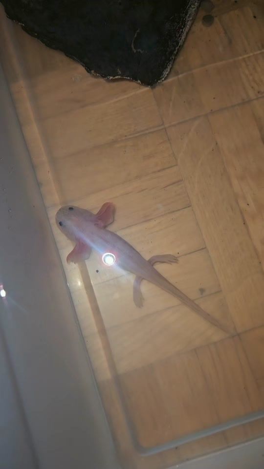 TikTok video thumbnail by babapablosantos