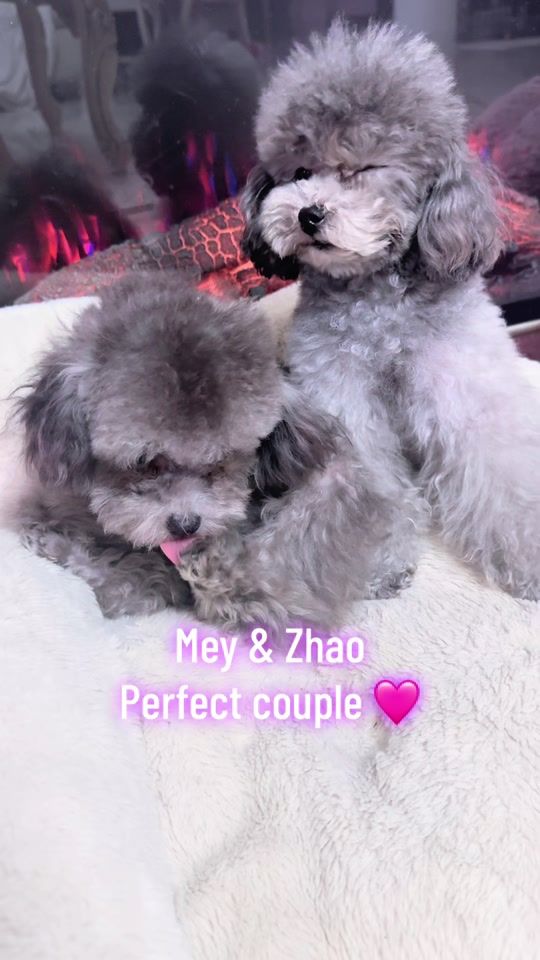 TikTok video thumbnail by pomeranian.glamour