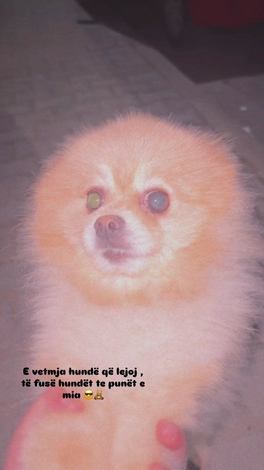 TikTok video thumbnail by dogy_coco_