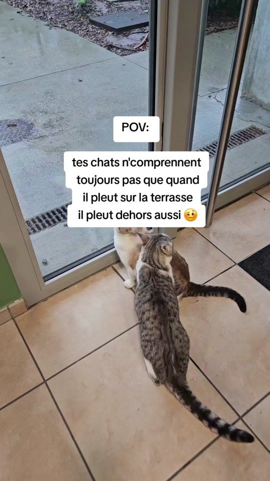 TikTok video thumbnail by barakachat