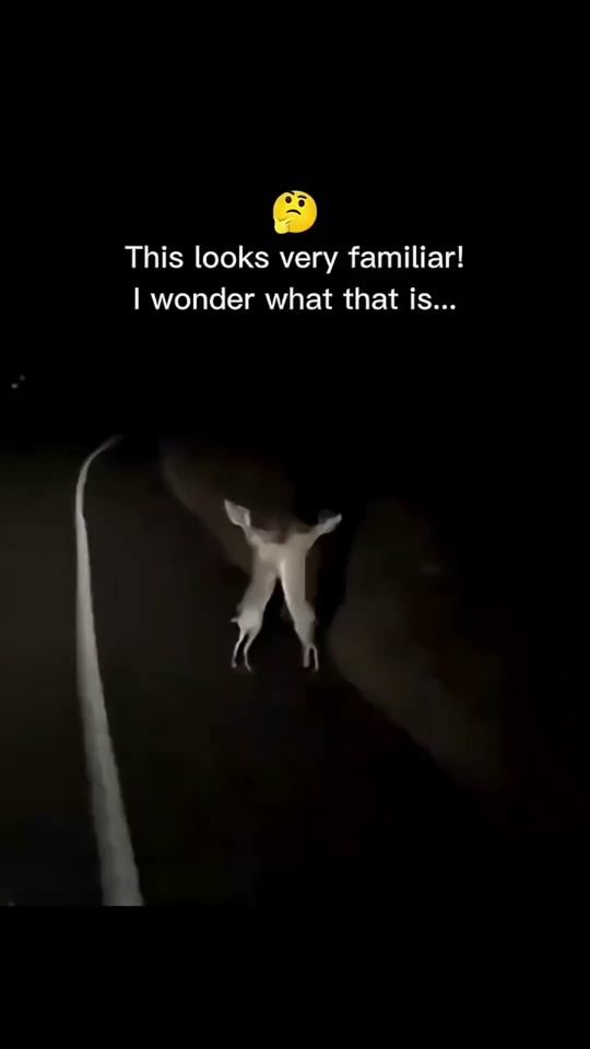 TikTok video thumbnail by godzilla33308