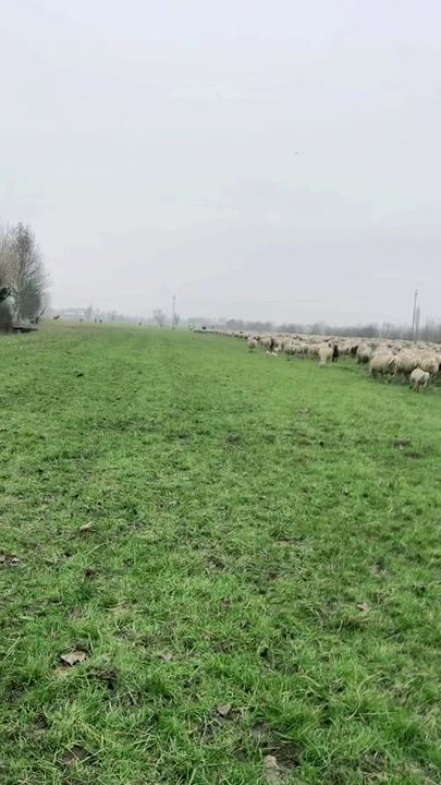 TikTok video thumbnail by radurds1