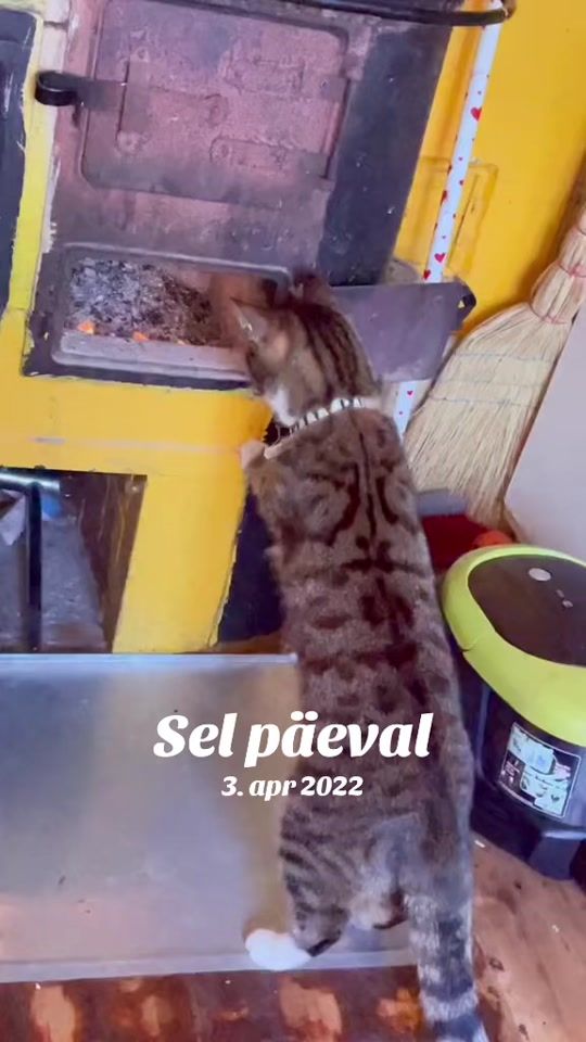TikTok video thumbnail by maritailves
