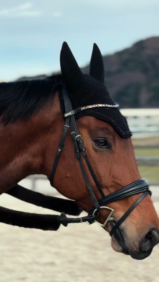 TikTok video thumbnail by showjumping_jw