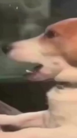 TikTok video thumbnail by jiminspogostic
