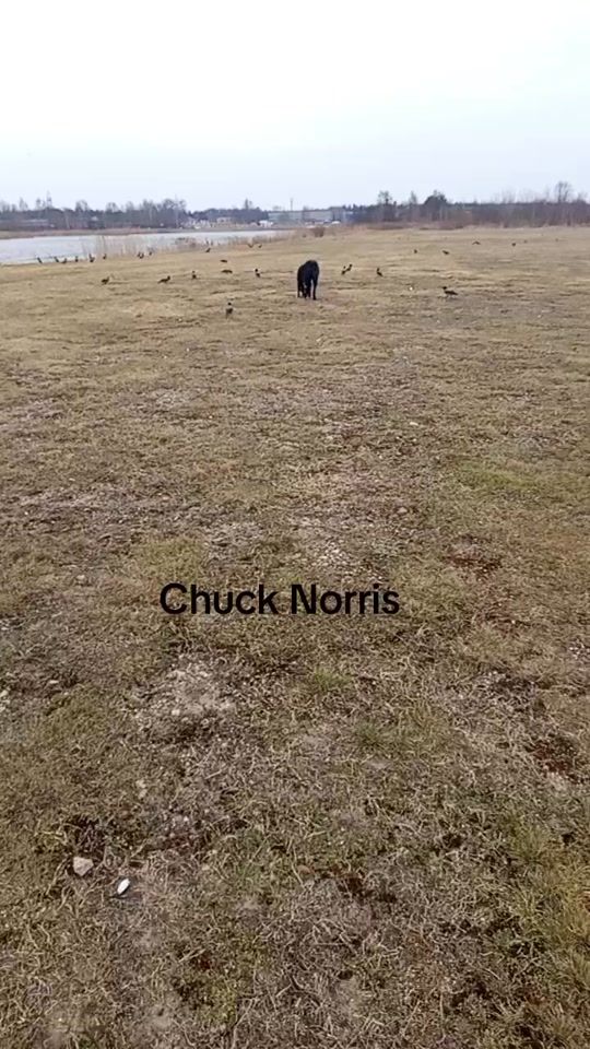 TikTok video thumbnail by riga2023
