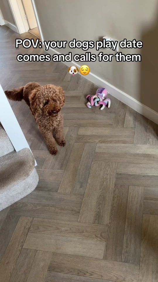 TikTok video thumbnail by itsgarynorman