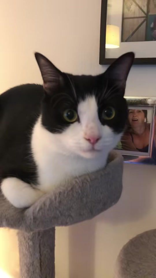 TikTok video thumbnail by usersnic1