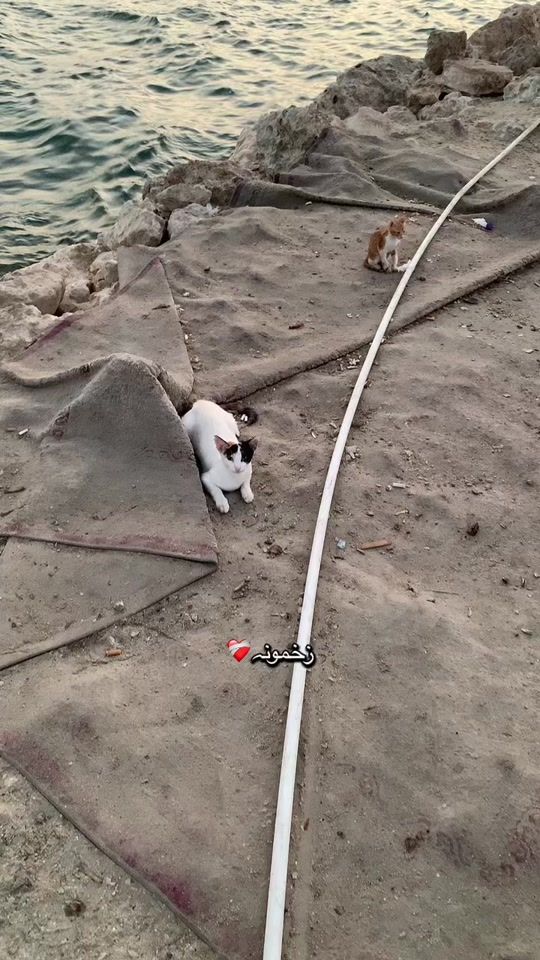 TikTok video thumbnail by musico533