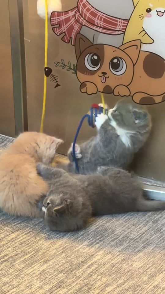 TikTok video thumbnail by munchkin.italia