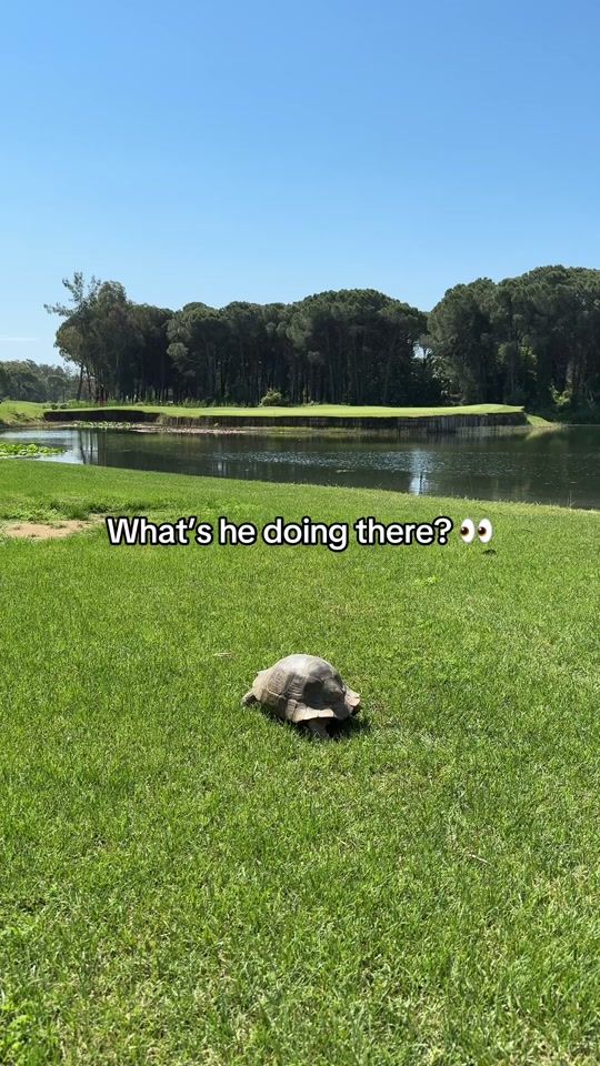 TikTok video thumbnail by dpworldtour