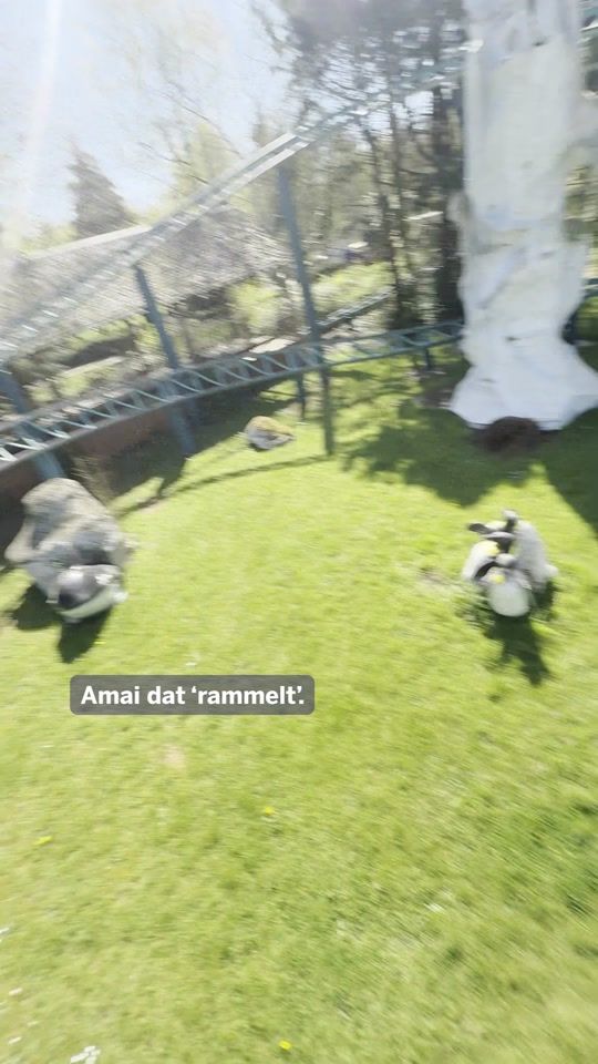 TikTok video thumbnail by nieuwsblad